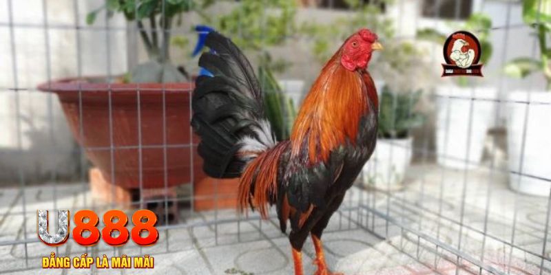 vin7775 game máy bay nổ hũ