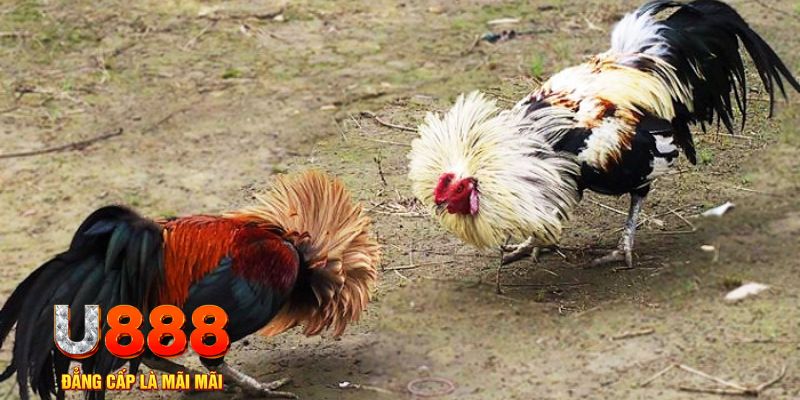 vin7775 game nổ hũ là gì